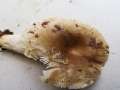 Russula&nbsp;amoenolens&nbsp;-&nbsp;Brauner Camembert-T�ubling&nbsp;-&nbsp;Bad Helmstedt